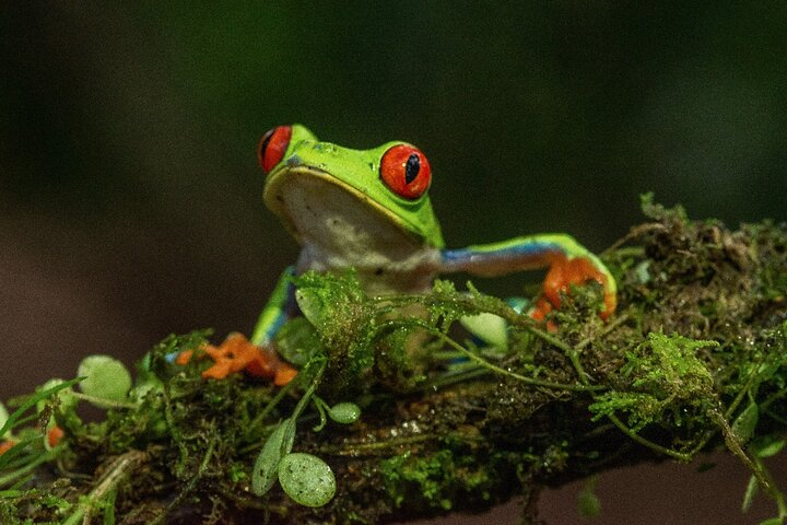 Rio Celeste Nature Night Walk - Photo 1 of 25